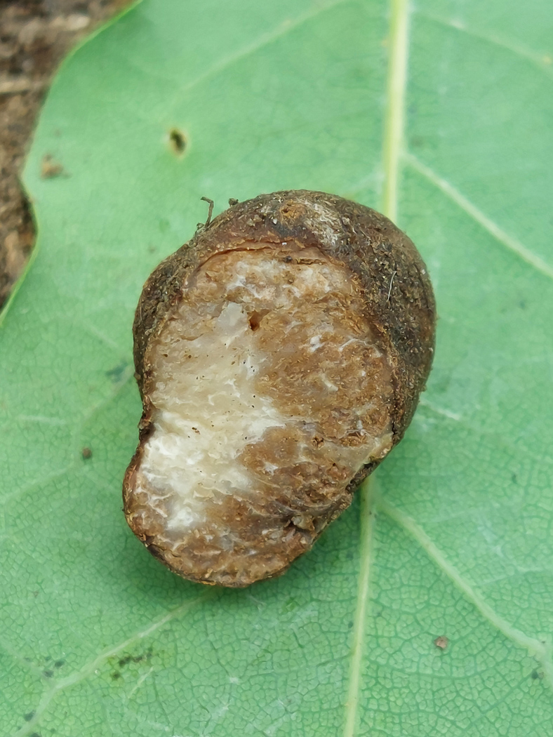 Photo by Jesper Launder Tuber rapaeodorum by Jesper Launder
